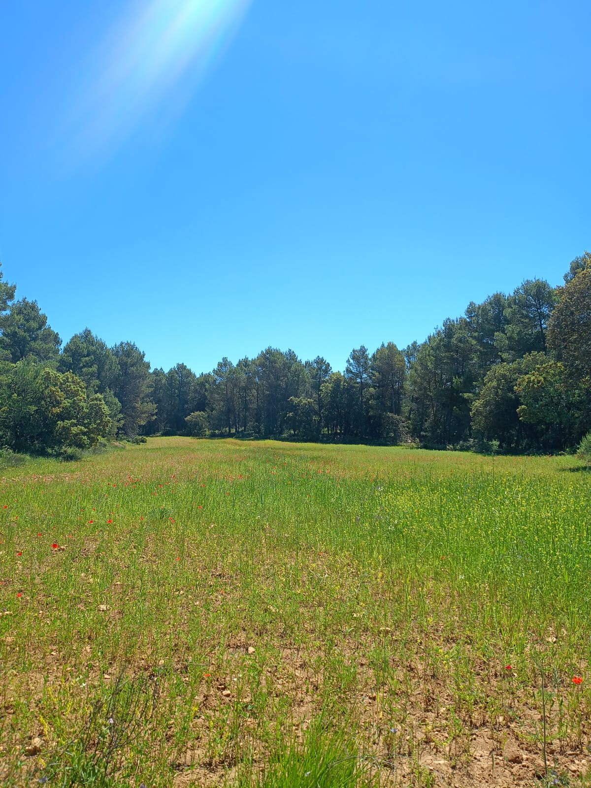 Gestión Forestal: Estrategias Efectivas para la Conservación y el Uso Sostenible de los Bosques - OmbrIA