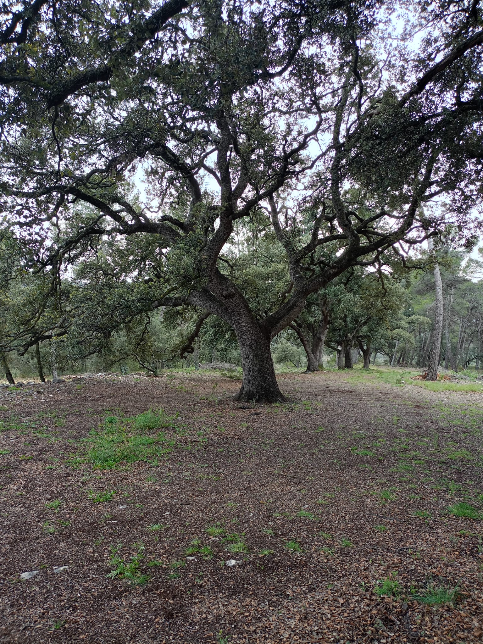 Qué es un Agente IA y Cómo Puede Transformar tu Empresa Forestal - OmbrIA